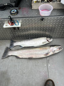 Winter steelhead 2025