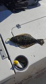 Newport Report Photo 1