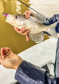 Crystal River Report Photo 2