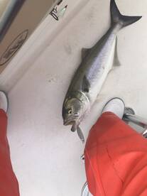 Clinton Report Photo 2