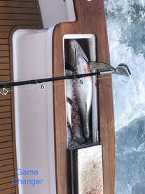 Giant Bluefin and Yellowfin!