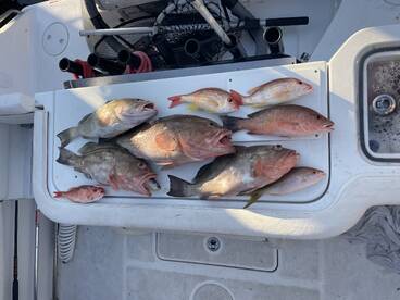 Gulfport Report Photo 2