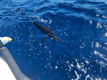 Quepos Report Photo 2