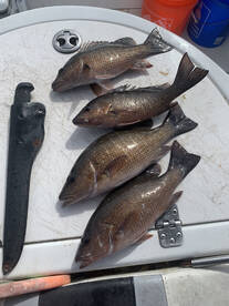 New Smyrna Beach Report Photo 2