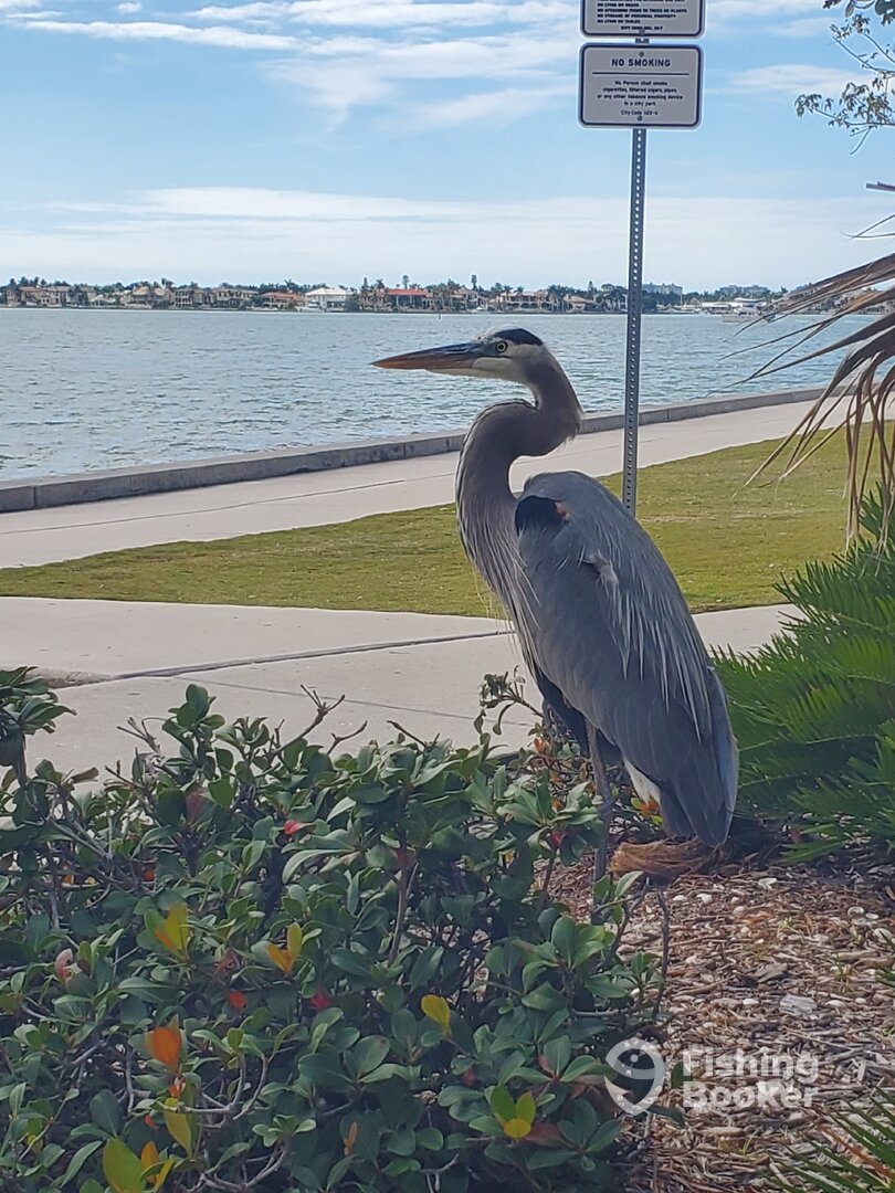 Sarasota Report Photo 0