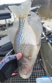 Harrison Report Photo 2