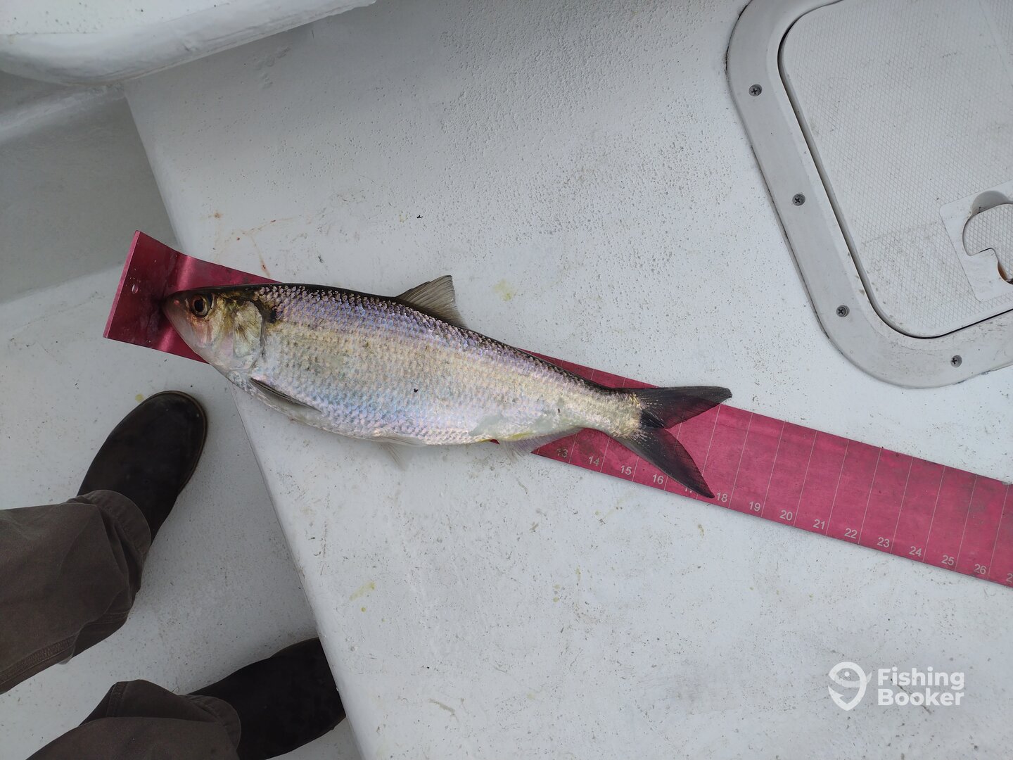 Weldon Report Photo 0