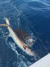 Sailfish were sailing today! 
