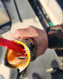 Trout bite has been insane 