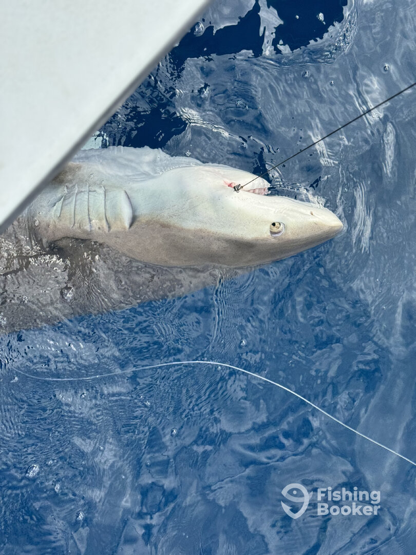 Dania Beach Report Photo 0