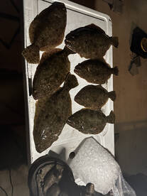 Shalimar Report Photo 1