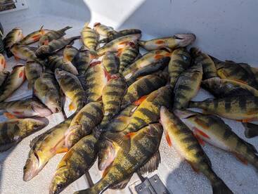 Yellow perch time of the year 