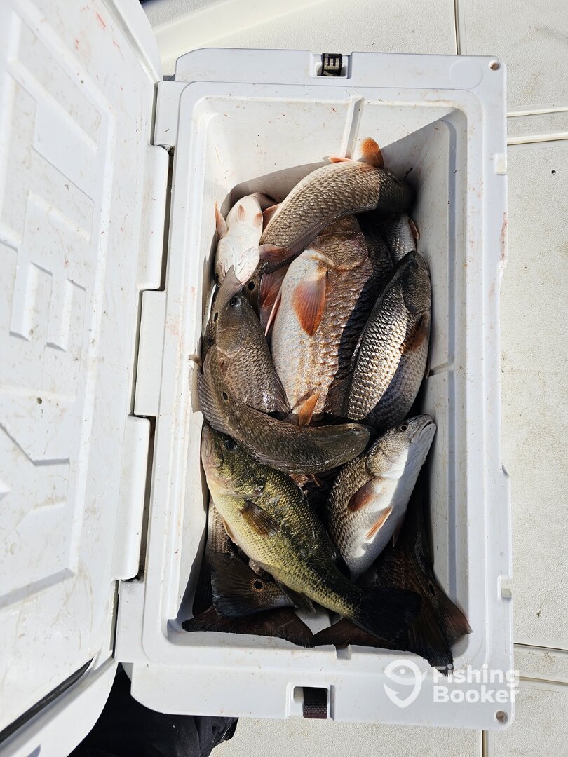 New Orleans Report Photo 0