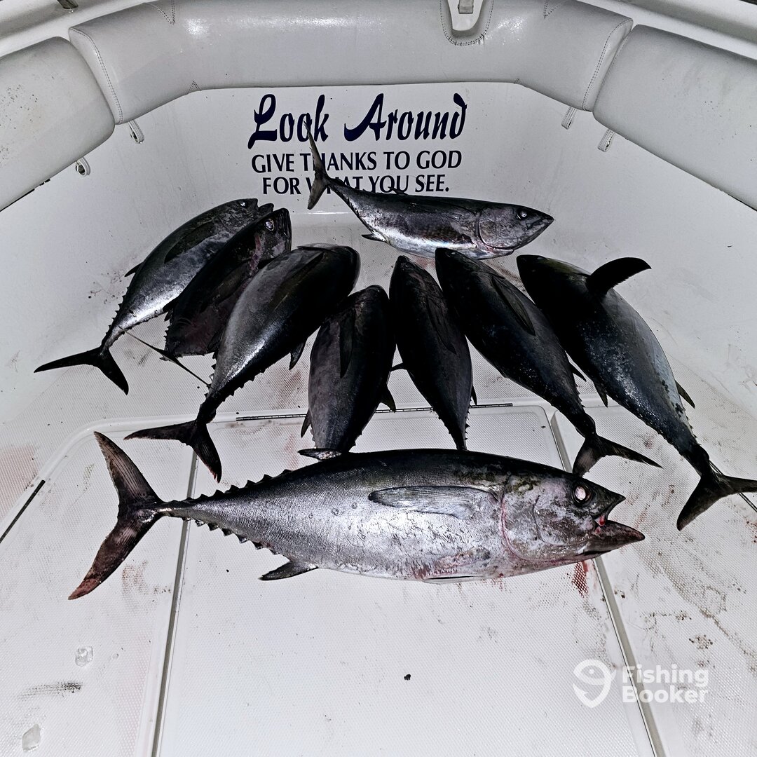 North Myrtle Beach Report Photo 0