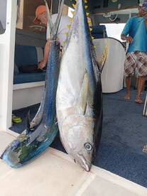 Yellowfin tunas are migrating 