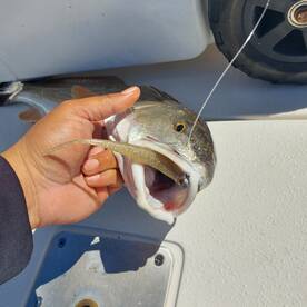 Panama City Report Photo 2