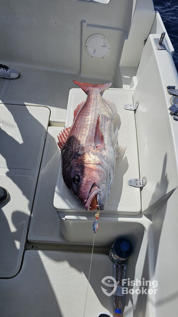 Funchal Report Photo 0