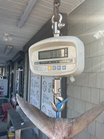 Carolina Beach Report Photo 1