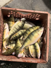 Detroit river walleyes and perch! 
