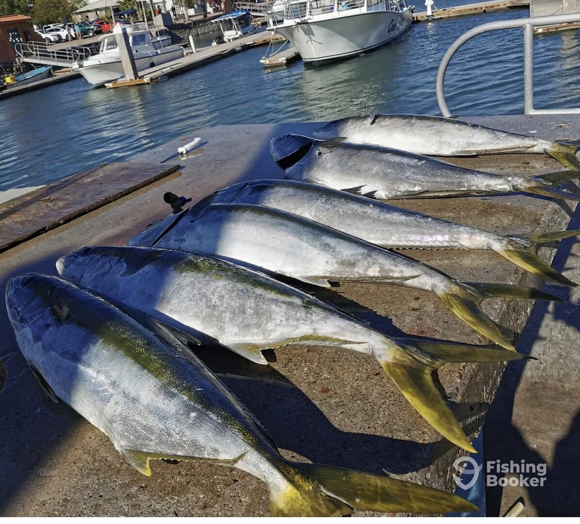 San Carlos Report Photo 0