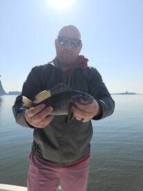 Multiple species today