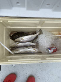 Nice mix of fish!! With The Texas Slam!