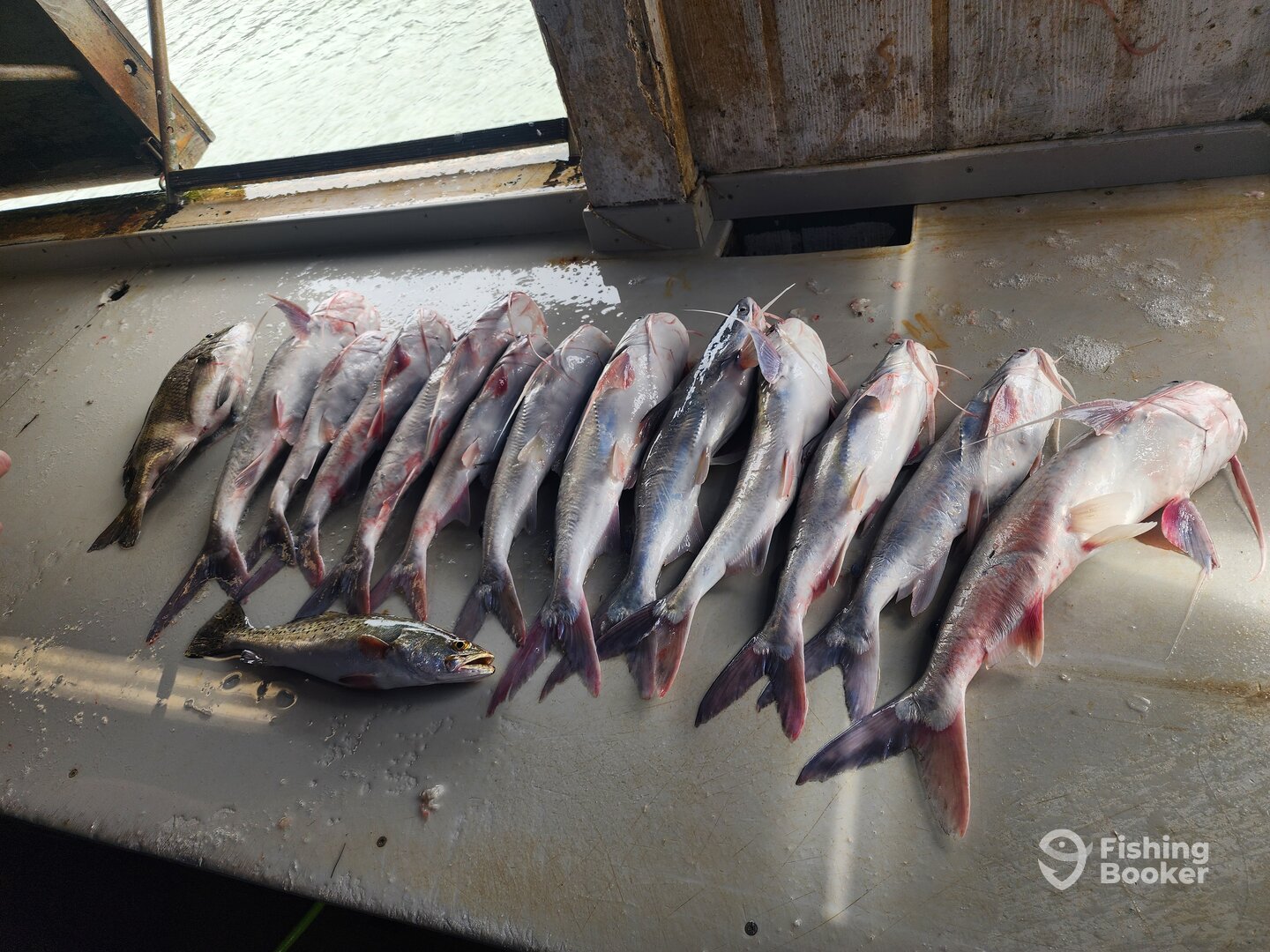 Corpus Christi Report Photo 0