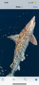 Shark Time. There Back!