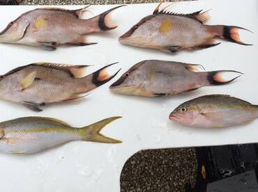 Nearshore Fishing - Near Perfect