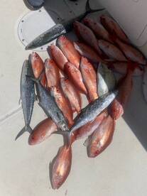 Fish on the Deck=Food on the plate!