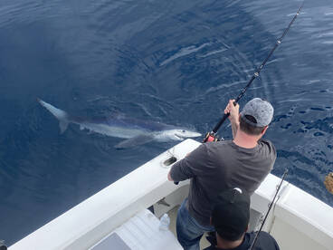 blue sharks have been keeping us entertained.