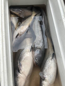 Sandbass, spoonbill and Catfish Oh My!! 