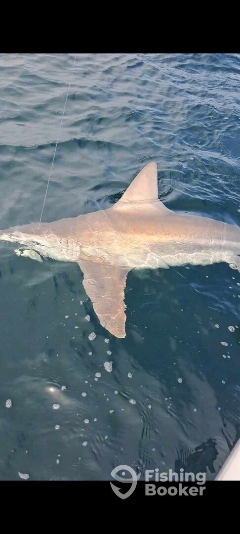 New Smyrna Beach Report Photo 0