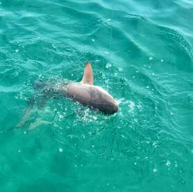 Port Orange Report Photo 1