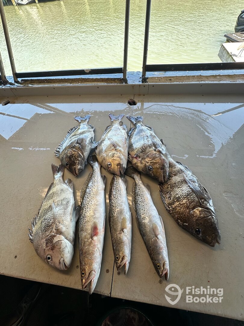 Corpus Christi Report Photo 0