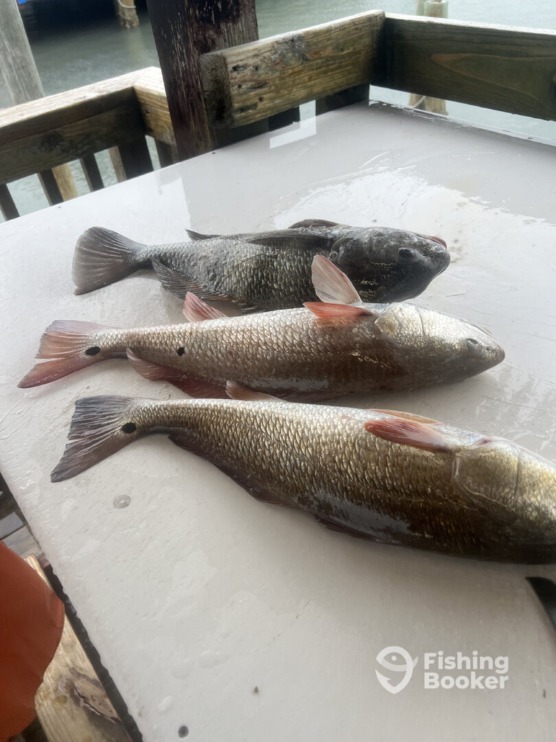 Corpus Christi Report Photo 0