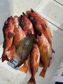 Rock Fishing is in full swing! 