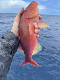 Bottom Fishing is on fire right now. 