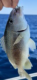 Fort Walton Beach Report Photo 2