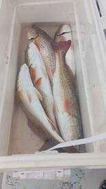 South Padre Island Report Photo 2