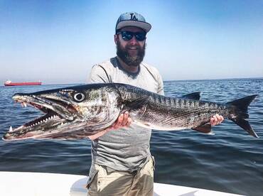 Barracuda abundant at the moment