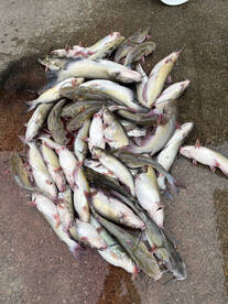 Montgomery Report Photo 4