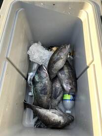 Offshore bite is heating up. 