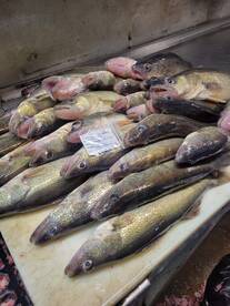 The jig bite is on fire