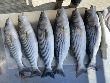 Redding Report Photo 1