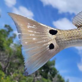 Backwater fishing is good!!!