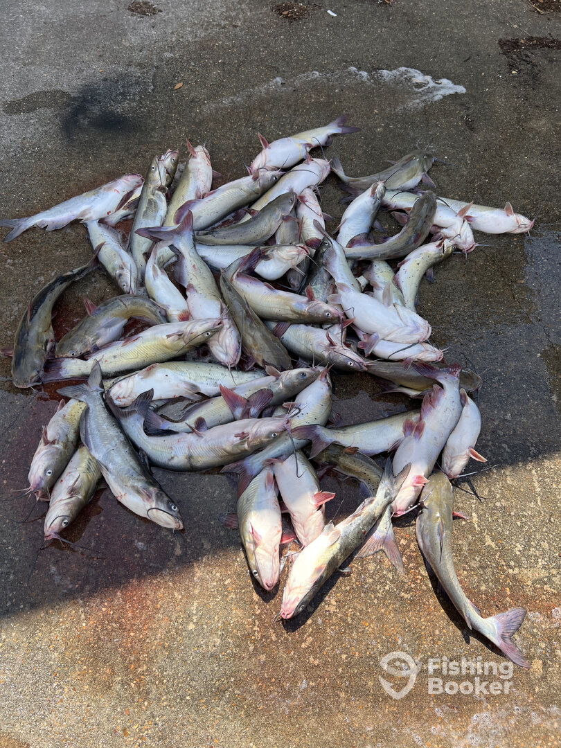 Montgomery Report Photo 0