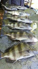 Gulf Shores Report Photo 2