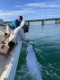 Tarpon time!