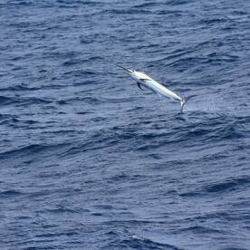 Marlin fishing for 3 days at San Cristob